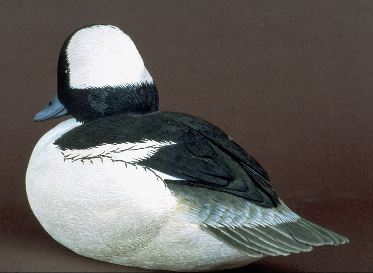 Carved Bufflehead Drake Decorative Decoy by Douglas Bechler