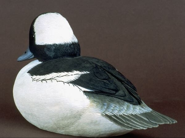 Carved Bufflehead Drake by Douglas Bechler