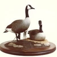 Canada Geese - The Family by Douglas Bechler