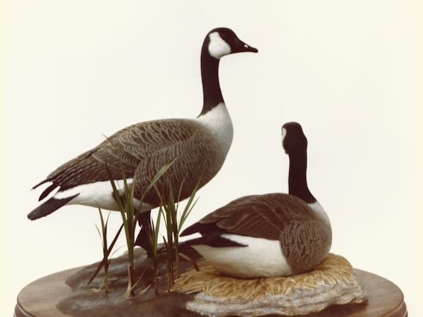 Lifesize Canada Goose Pair by Douglas Bechler