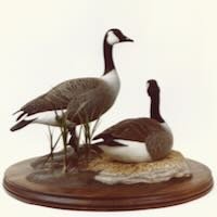 Canada Geese - The Family By Douglas Bechler