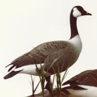 Canada Geese - Century by Douglas Bechler