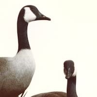 Close up of their heads  by Douglas Bechler