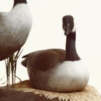 Canada Geese - Nesting by Douglas Bechler