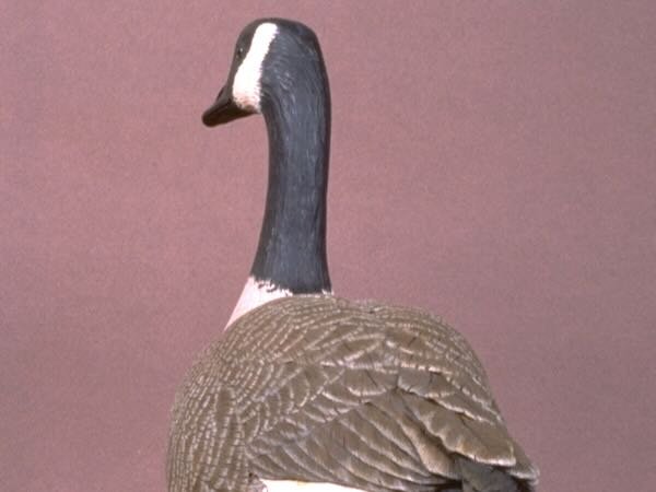 Walking Canada Goose by Douglas bechler