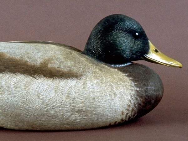 Mallard Drake Decorative Decoy by Douglas Bechler